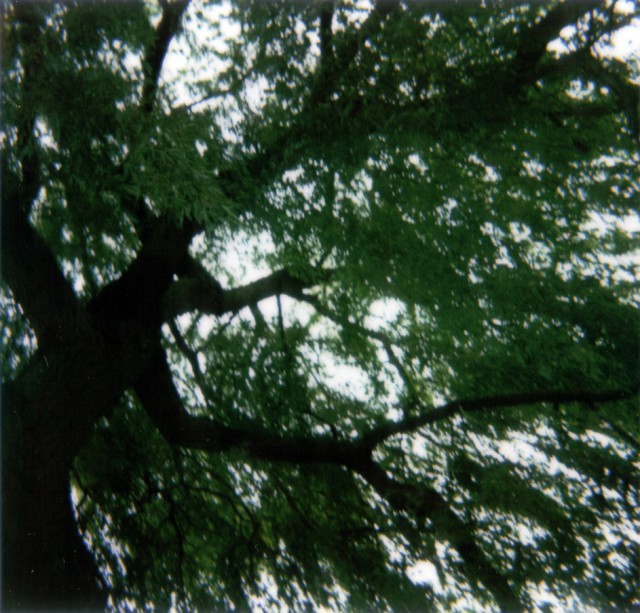 Hark! The omni (N.O.S.E. I), 2006