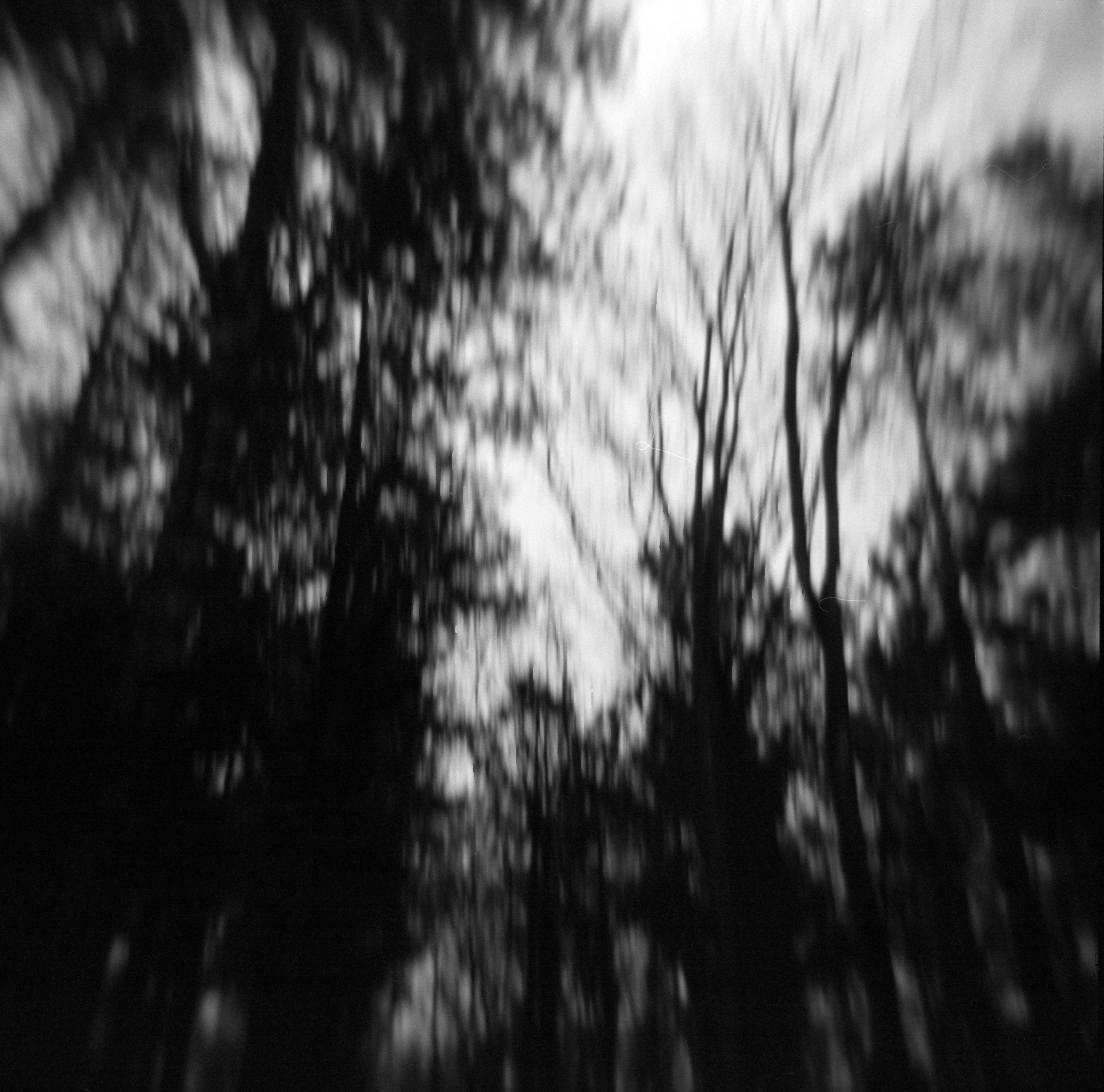 Moving trees Heiloo (Landmarking), 2010