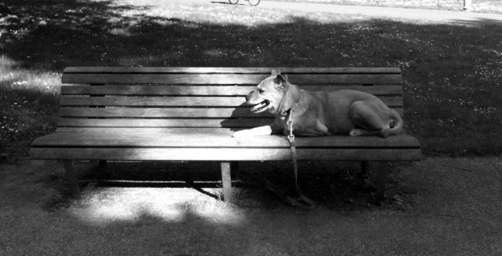Luca op bankje Rembrandtpark Luca op bankje Rembrandtpark
